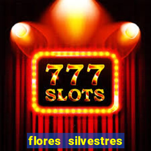 flores silvestres desbravadores desbravadores 25 flores silvestres e seus nomes