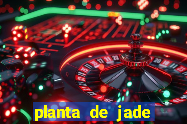 planta de jade significado espiritual